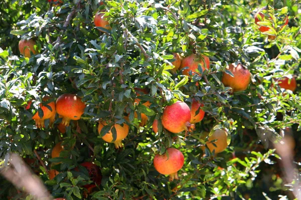 Granatäpfel Reifen Einem Großen Garten Nordisrael — Stockfoto