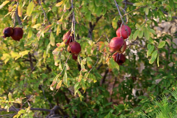 Granátové Jablko Dozrávalo Velké Zahradě Severním Izraeli — Stock fotografie
