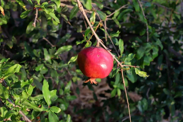 Melograni Maturati Grande Giardino Nel Nord Israele — Foto Stock