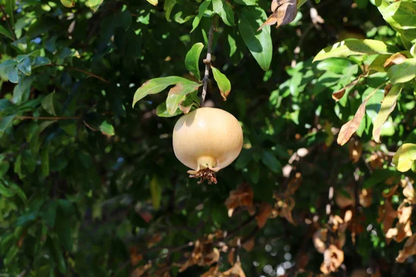 Grenades Mûries Dans Grand Jardin Dans Nord Israël — Photo