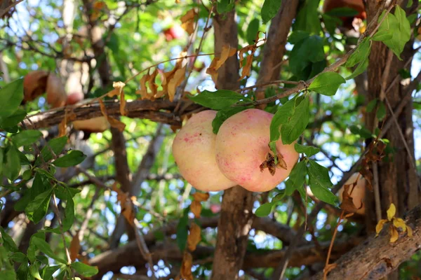 Romãs Amadurecidas Grande Jardim Norte Israel — Fotografia de Stock