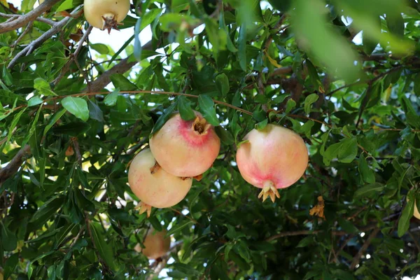 Melograni Maturati Grande Giardino Nel Nord Israele — Foto Stock