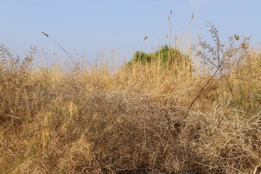 Kuru dallar ve dikenler; İsrail 'de kurak yaz 