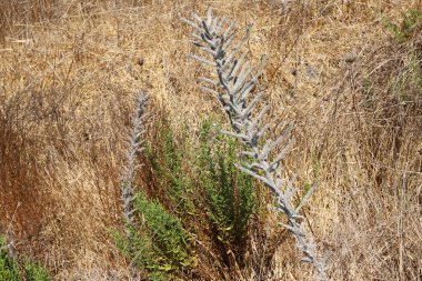 Kuru dallar ve dikenler; İsrail 'de kurak yaz 