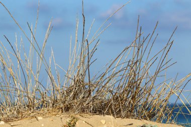 Kuru dallar ve dikenler; İsrail 'de kurak yaz 