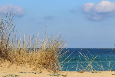 Kuru dallar ve dikenler; İsrail 'de kurak yaz 