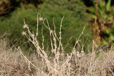 Kuru dallar ve dikenler; İsrail 'de kurak yaz 