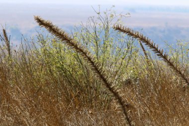 Kuru dallar ve dikenler; İsrail 'de kurak yaz 