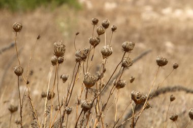 Kuru dallar ve dikenler; İsrail 'de kurak yaz 
