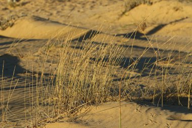 Kuru dallar ve dikenler; İsrail 'de kurak yaz 