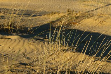 Kuru dallar ve dikenler; İsrail 'de kurak yaz 