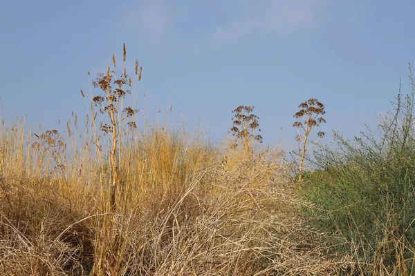 Ξηρά Κλαδιά Και Αγκάθια Ξηρό Καλοκαίρι Στο Ισραήλ — Φωτογραφία Αρχείου