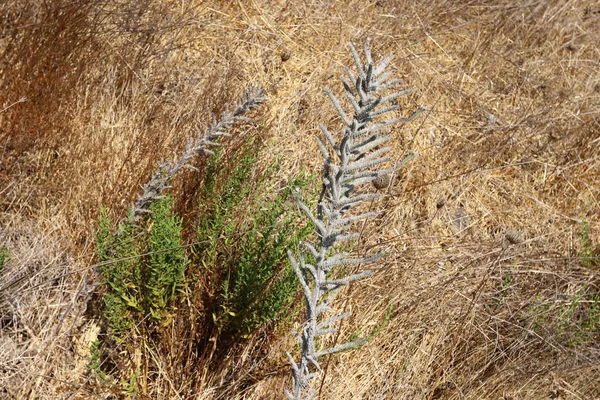 干枝干和刺 以色列的夏天干枯 — 图库照片