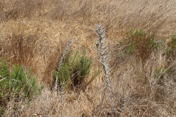 Rami Spine Secche Estate Secca Israele — Foto Stock