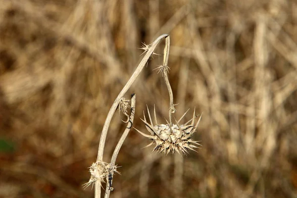 Dry Branches Spines Dry Summer Israel — Stock Photo, Image