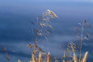 İsrail 'in kuzeyindeki Akdeniz kıyılarında sazlar yetişir. 