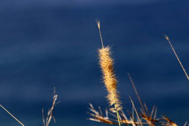 İsrail 'in kuzeyindeki Akdeniz kıyılarında sazlar yetişir. 