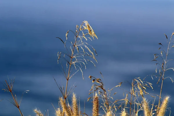 Las Cañas Crecen Las Orillas Del Mar Mediterráneo Norte Israel — Foto de Stock