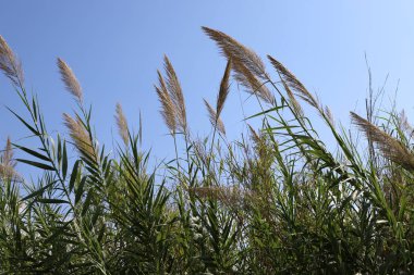 İsrail 'in kuzeyindeki Akdeniz kıyılarında sazlar yetişir. 
