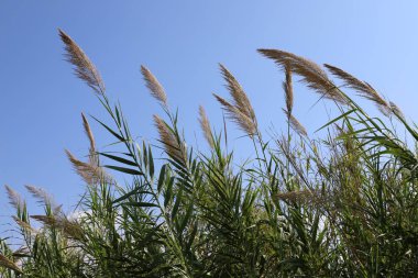İsrail 'in kuzeyindeki Akdeniz kıyılarında sazlar yetişir. 
