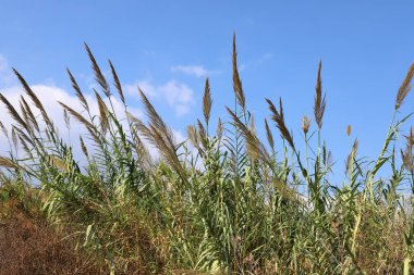 İsrail 'in kuzeyindeki Akdeniz kıyılarında sazlar yetişir. 