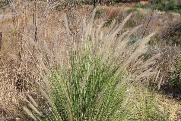 İsrail 'in kuzeyindeki Akdeniz kıyılarında sazlar yetişir. 