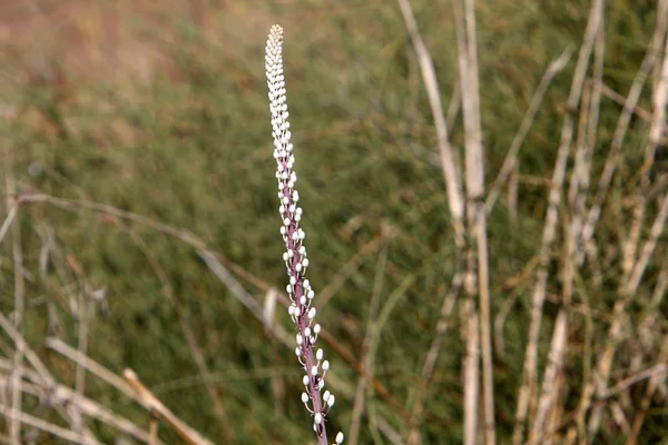 Reeds Grow Shores Mediterranean Sea North Israel — ストック写真