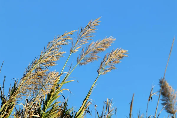 Reeds Grow Shores Mediterranean Sea North Israel — ストック写真