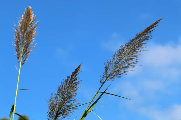 Reeds Grow Shores Mediterranean Sea North Israel — Stock Photo, Image