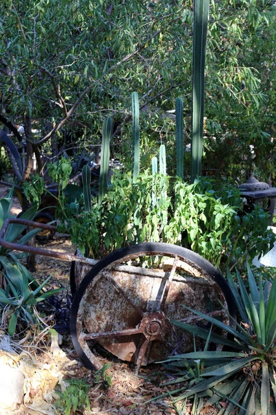 Maquinaria Agrícola Velha Está Museu Norte Israel — Fotografia de Stock