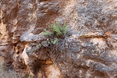 İsrail devletinin kuzeyindeki dağların ve kayaların dokusu 