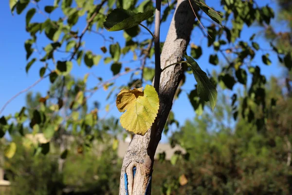 Yellowed Autumn Leaves Trees Garden North Israel — Stock Photo, Image