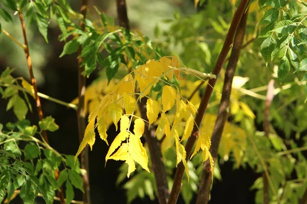 Yellowed Autumn Leaves Trees Garden North Israel — Stock Photo, Image