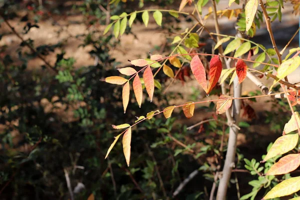 Żółte Jesienne Liście Drzewach Ogrodzie Północy Izraela — Zdjęcie stockowe