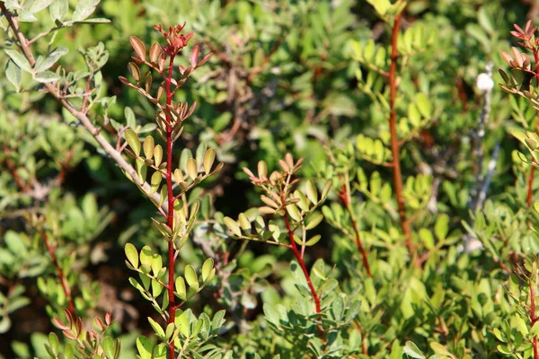 Hojas Amarillentas Otoño Los Árboles Jardín Norte Israel — Foto de Stock