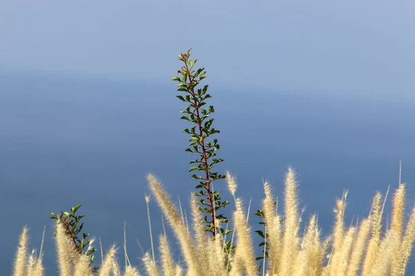 Foglie Autunnali Ingiallite Sugli Alberi Giardino Nel Nord Israele — Foto Stock