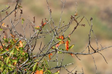 İsrail 'in kuzeyindeki bir bahçede ağaçlardaki sararmış sonbahar yaprakları 