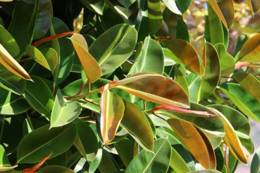 İsrail 'in kuzeyindeki bir bahçede ağaçlardaki sararmış sonbahar yaprakları 