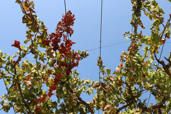 Folhas Outono Amareladas Árvores Jardim Norte Israel — Fotografia de Stock