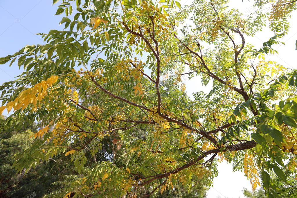 yellowed autumn leaves on trees in a garden in the north of Israel 