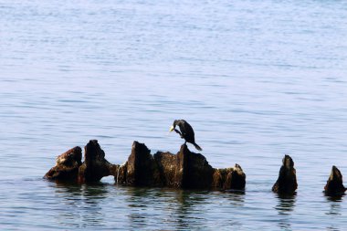 İsrail 'in kuzeyindeki Akdeniz kıyılarında büyük taş ve mermiler bulunur. 