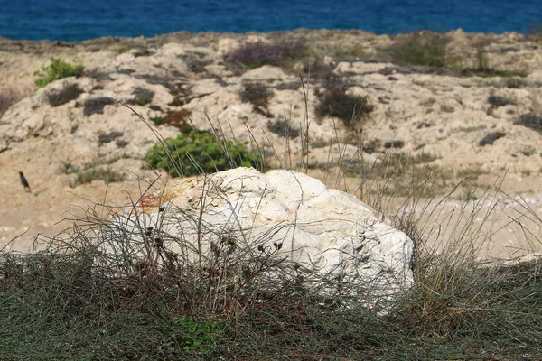 Μεγάλες Πέτρες Και Όστρακα Βρίσκονται Στις Ακτές Της Μεσογείου Θάλασσας — Φωτογραφία Αρχείου