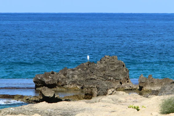 Large Stones Shells Lie Shores Mediterranean Sea North Israel — Stock Photo, Image