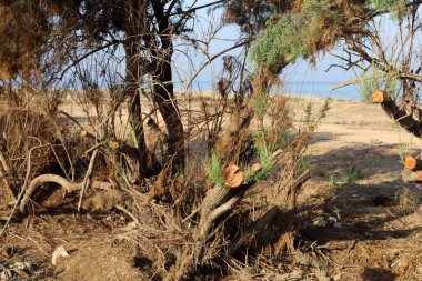 İsrail 'in kuzeyindeki bir şehir parkında eski ağaç gövdeleri 