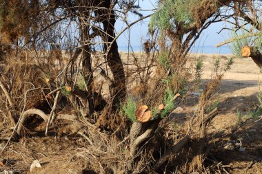 İsrail 'in kuzeyindeki bir şehir parkında eski ağaç gövdeleri 