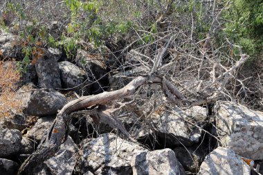 İsrail 'in kuzeyindeki bir şehir parkında eski ağaç gövdeleri 