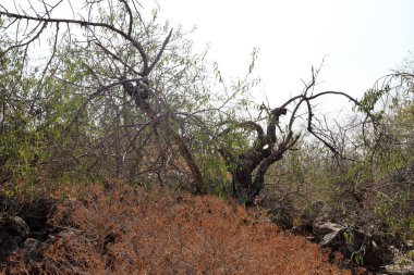 İsrail 'in kuzeyindeki bir şehir parkında eski ağaç gövdeleri 