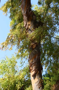 İsrail 'in kuzeyindeki bir şehir parkında eski ağaç gövdeleri 