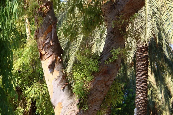 Стовбури Старих Дерев Міському Парку Півночі Ізраїлю — стокове фото