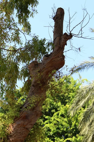 Stämme Alter Bäume Einem Stadtpark Norden Israels — Stockfoto